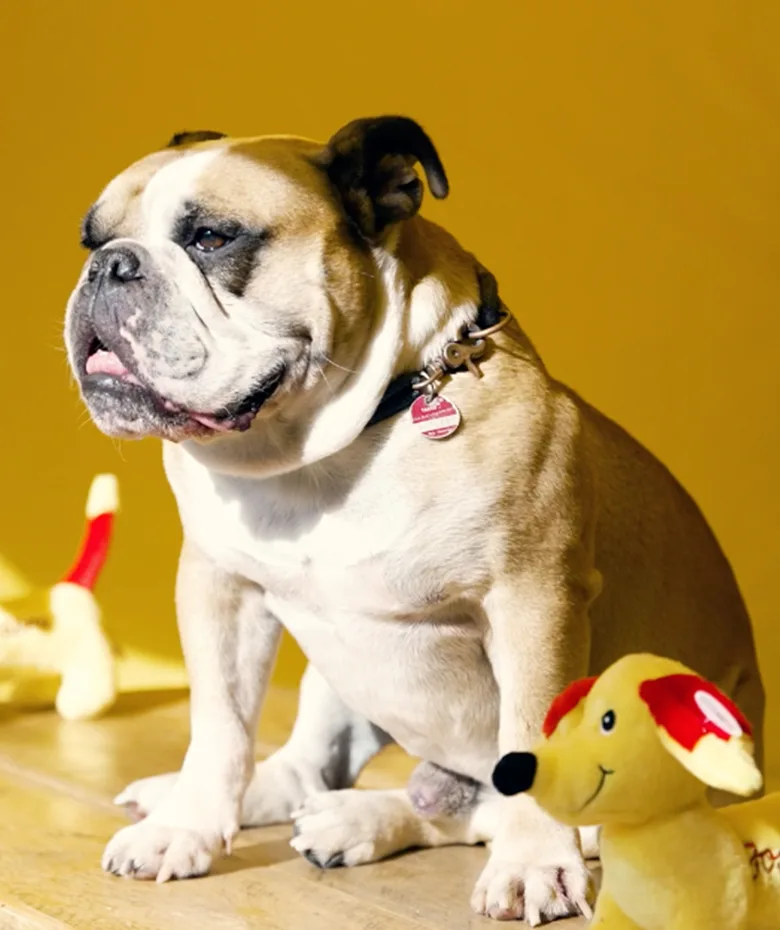 Josera petfood GmbH & Co. KG: Perfluencer Event