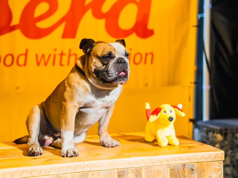 Gruppenbild vom Petfluencer-Event von Josera