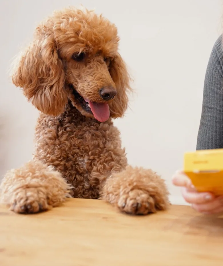 Josera petfood GmbH & Co. KG: Probefutter Casefilm